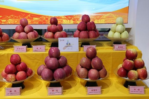 延安富县 农副产品亮相农高会签订苹果销售订单2.2676亿元